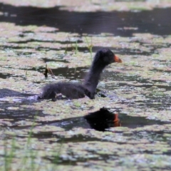 Gallinula tenebrosa at Splitters Creek, NSW - 16 Oct 2021 09:09 AM