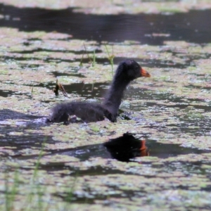 Gallinula tenebrosa at Splitters Creek, NSW - 16 Oct 2021 09:09 AM