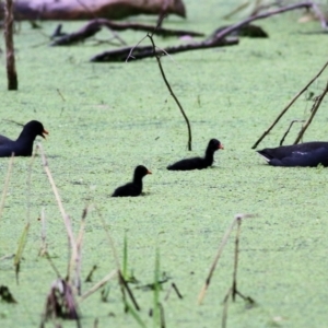 Gallinula tenebrosa at Splitters Creek, NSW - 16 Oct 2021 09:09 AM