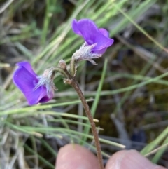 Swainsona behriana (Behr's Swainson-Pea) at Campbell, ACT - 17 Oct 2021 by SilkeSma