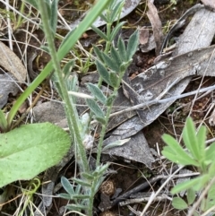 Swainsona behriana at Campbell, ACT - 17 Oct 2021 06:18 PM