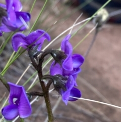 Swainsona behriana at Campbell, ACT - 17 Oct 2021 06:18 PM