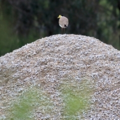 Vanellus miles (Masked Lapwing) at Albury - 16 Oct 2021 by KylieWaldon