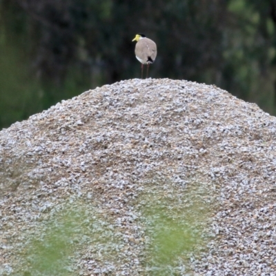 Vanellus miles (Masked Lapwing) at Wonga Wetlands - 15 Oct 2021 by KylieWaldon