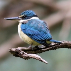 Todiramphus sanctus (Sacred Kingfisher) at Wonga Wetlands - 15 Oct 2021 by KylieWaldon