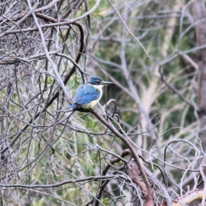 Todiramphus sanctus at Splitters Creek, NSW - 16 Oct 2021