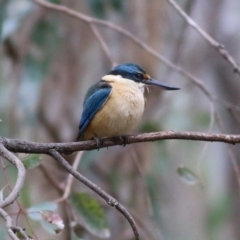 Todiramphus sanctus at Splitters Creek, NSW - 16 Oct 2021