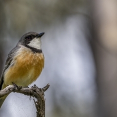 Pachycephala rufiventris (Rufous Whistler) at Pialligo, ACT - 18 Oct 2021 by trevsci