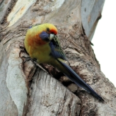 Platycercus elegans flaveolus (Yellow Rosella) at Albury - 15 Oct 2021 by KylieWaldon