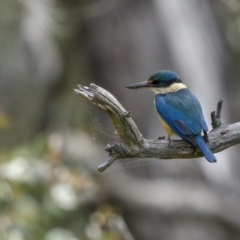 Todiramphus sanctus (Sacred Kingfisher) at Pialligo, ACT - 18 Oct 2021 by trevsci