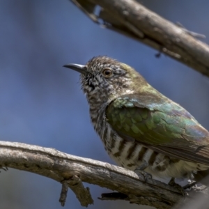 Chrysococcyx lucidus at Pialligo, ACT - 19 Oct 2021