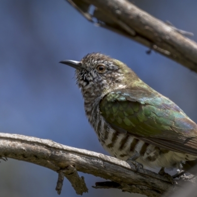 Chrysococcyx lucidus (Shining Bronze-Cuckoo) at Mount Ainslie - 19 Oct 2021 by trevsci