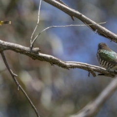 Chrysococcyx lucidus at Pialligo, ACT - 19 Oct 2021