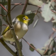 Zosterops lateralis (Silvereye) at Pialligo, ACT - 19 Oct 2021 by trevsci