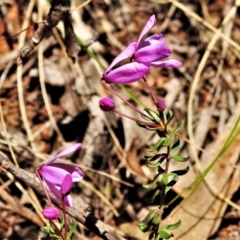 Tetratheca bauerifolia (Heath Pink-bells) at Paddys River, ACT - 17 Oct 2021 by JohnBundock