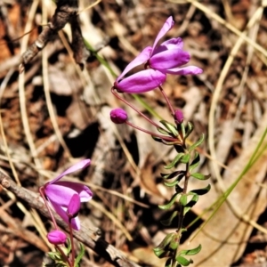 Tetratheca bauerifolia at Paddys River, ACT - 17 Oct 2021