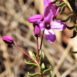 Tetratheca bauerifolia at Paddys River, ACT - 17 Oct 2021