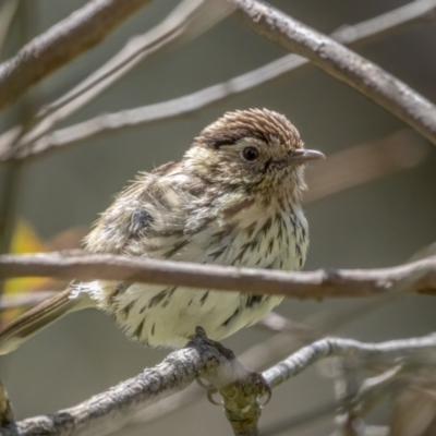 Pyrrholaemus sagittatus (Speckled Warbler) at Pialligo, ACT - 19 Oct 2021 by trevsci