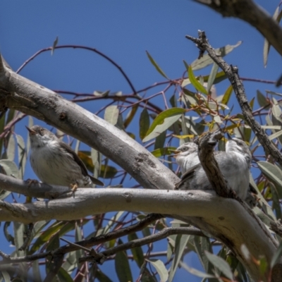 Daphoenositta chrysoptera (Varied Sittella) at Mount Ainslie - 19 Oct 2021 by trevsci