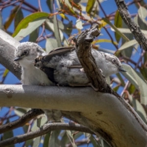 Daphoenositta chrysoptera at Pialligo, ACT - 19 Oct 2021 12:27 PM