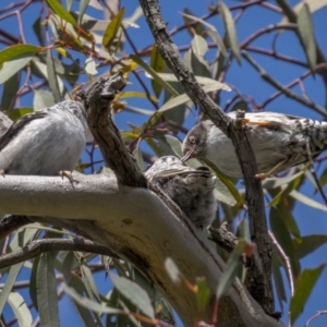 Daphoenositta chrysoptera at Pialligo, ACT - 19 Oct 2021 12:27 PM