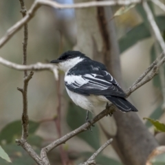Lalage tricolor (White-winged Triller) at Pialligo, ACT - 19 Oct 2021 by trevsci