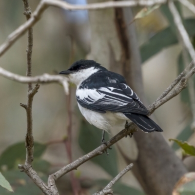 Lalage tricolor (White-winged Triller) at Mount Ainslie - 19 Oct 2021 by trevsci