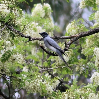 Coracina novaehollandiae (Black-faced Cuckooshrike) at Splitters Creek, NSW - 16 Oct 2021 by KylieWaldon