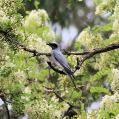 Coracina novaehollandiae at Splitters Creek, NSW - 16 Oct 2021 09:42 AM