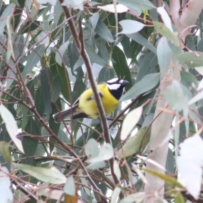 Falcunculus frontatus (Eastern Shrike-tit) at Wonga Wetlands - 15 Oct 2021 by KylieWaldon