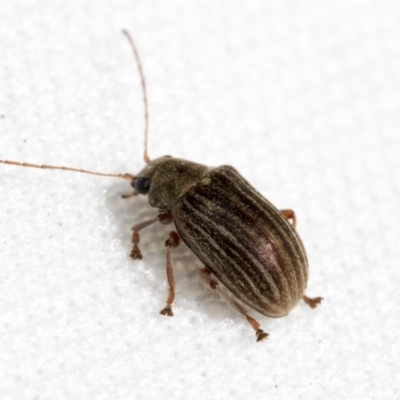 Edusella lineata (Leaf beetle) at Bruce Ridge - 11 Oct 2021 by AlisonMilton