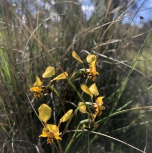 Diuris pardina at Throsby, ACT - suppressed