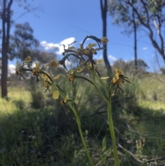 Diuris pardina at Throsby, ACT - suppressed