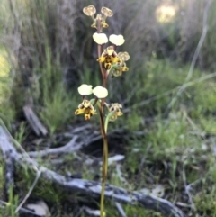 Diuris pardina (Leopard Doubletail) at Throsby, ACT - 19 Oct 2021 by JasonC