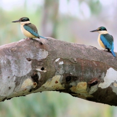 Todiramphus sanctus (Sacred Kingfisher) at Albury - 16 Oct 2021 by KylieWaldon