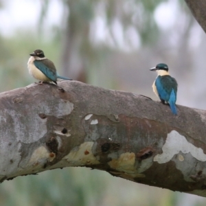Todiramphus sanctus at Splitters Creek, NSW - 16 Oct 2021 08:03 AM