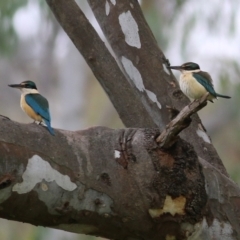 Todiramphus sanctus at Splitters Creek, NSW - 16 Oct 2021