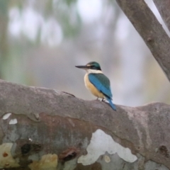 Todiramphus sanctus at Splitters Creek, NSW - 16 Oct 2021 08:03 AM