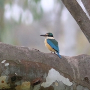 Todiramphus sanctus at Splitters Creek, NSW - 16 Oct 2021 08:03 AM