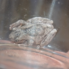 Litoria peronii at Greenleigh, NSW - 19 Oct 2021 01:16 PM