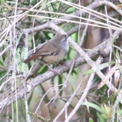 Sericornis frontalis at Splitters Creek, NSW - 16 Oct 2021 08:58 AM