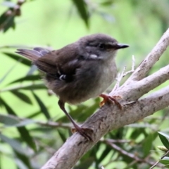 Sericornis frontalis at Splitters Creek, NSW - 16 Oct 2021 08:58 AM