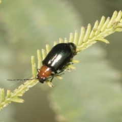 Adoxia benallae (Leaf beetle) at Gossan Hill - 18 Oct 2021 by AlisonMilton