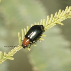 Adoxia benallae (Leaf beetle) at Bruce Ridge to Gossan Hill - 18 Oct 2021 by AlisonMilton