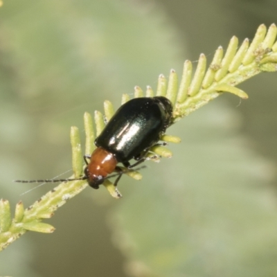 Adoxia benallae (Leaf beetle) at Bruce Ridge to Gossan Hill - 18 Oct 2021 by AlisonMilton