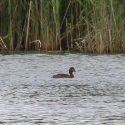 Aythya australis (Hardhead) at Wonga Wetlands - 15 Oct 2021 by KylieWaldon