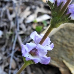 Euphrasia collina (Purple Eye-bright) at Tidbinbilla Nature Reserve - 17 Oct 2021 by JohnBundock