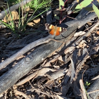 Vanessa itea (Yellow Admiral) at Black Mountain - 4 Oct 2021 by DGilbert