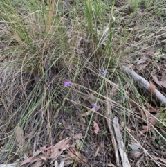 Glossodia major (Wax Lip Orchid) at Acton, ACT - 4 Oct 2021 by DGilbert