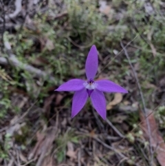 Glossodia major at Acton, ACT - suppressed